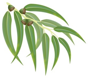 Листья эвкалипта - путешествие в мир запахов